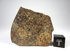 NWA 3161 LL3.7 Chondrite Meteorite