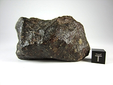 NWA 3161 LL3.7 Chondrite Meteorite
