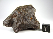 NWA 3161 LL3.7 Chondrite Meteorite