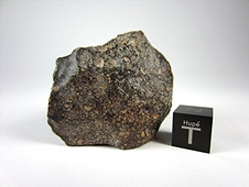 NWA 3161 LL3.7 Chondrite Meteorite