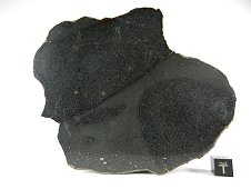 NWA 7319 L5 Melt Breccia Meteorite