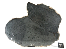 NWA 7319 L5 Melt Breccia Meteorite