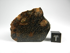 NWA 7474 Lodranite Meteorite