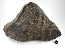 NWA 869 L4-6 Chondrite Meteorite