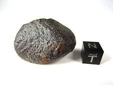 NWA 869 L4-6 Chondrite Meteorite